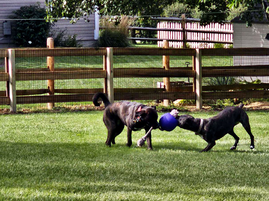 Wood pet fencing in Dayton Ohio